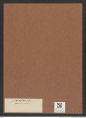 Diatomeae indet. Zeichnungen Sammlung Grunow Mappe 04382 (Herbarium_W_Grunow_drawings_Folder_04382)